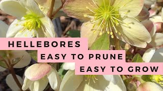 Hellebores How to Grow amp How to Prune Lenten Rose [upl. by Ahsenwahs]