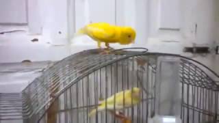 Canari Chaud Coupleur Magnifique Chant [upl. by Aliled]