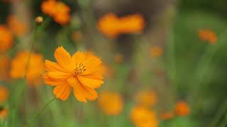 Cosmos Bipannatus Flowers Daisy Family Stock Footage [upl. by Humble758]