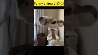 Funny animals 🤣😂💕😘 [upl. by Sibell]