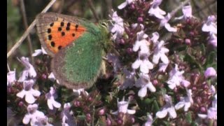 How does the Provence Hairstreak survives Tomares ballus [upl. by Eillim200]