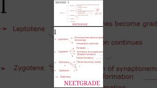 Crossing over meiosis pachytene celldivison neet2025 allen [upl. by Norraf]