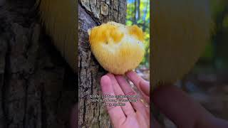 Baby’s first lions mane mushroom [upl. by Haskins]