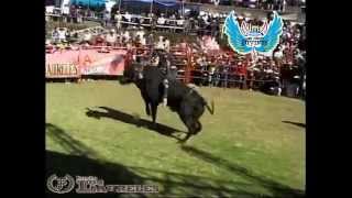 Espectaculares y Peligrosos Los Toros Divinos 2014 En San Isidro Mich [upl. by Rohclem]