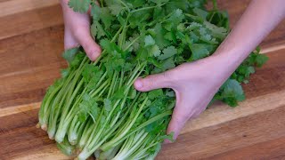 How to Preserve Cilantro Stays Good for 5 Months [upl. by Stasny123]