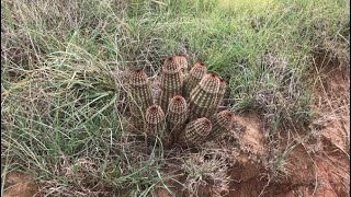 Echinocereus reichenbachii and Escobaria vivipara in the Wild  Oklahoma [upl. by Glantz]