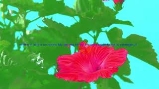 Dutch Nazari  Fiore dinverno Lyrics video [upl. by Saretta]