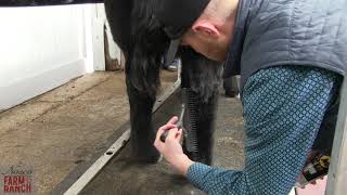 Complete Beef Cattle Fitting Tips from Nasco amp CD Show Cattle [upl. by Killion824]