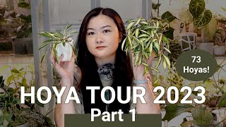 Hoya Tour 2023 Part 1 [upl. by Idner]