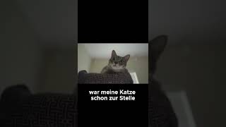 Katzen hören Frequenzen die wir nicht wahrnehmen können  Katzenfakten [upl. by Hesta]