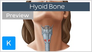 Hyoid bone structure movement and function preview  Human Anatomy  Kenhub [upl. by Eeliah]