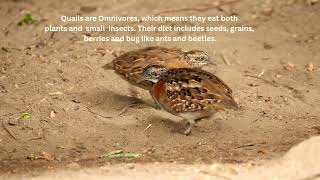 Q is for Quail [upl. by Harl]