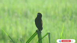 Meet The fantailed widowbird Euplectes axillaris  Relaxing In The Swampsbirdsbirdlovers [upl. by Anitra]