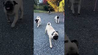 Stampede pug makeamericathinkagain funny puglife pets puglife cute [upl. by Schaffer]