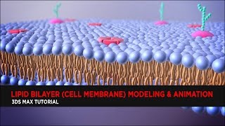 Lipid Bilayer Cell Membrane Modeling amp Animation  Tutorial [upl. by Andromache]