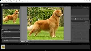 Adobe Lightroom 2024 Vitalício [upl. by Maghutte539]