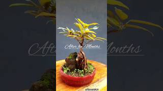 Ficus  Bonsai [upl. by Mandle]