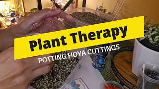 How I Grow Roots on Hoya Cuttings  ASMR Potting Session  Plant Therapy 🪴 😏 [upl. by Ameerak]