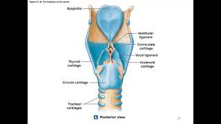 Chapter 23 Respiratory System [upl. by Arotal530]