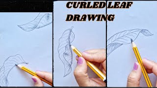 How to draw curled leaf  Easy pencil sketch folded leaves A Beginners Guide to Curled Leaves [upl. by Mayworm]