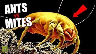 Ants vs Mites  The War Has Begun [upl. by Hassi]