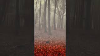 Into the Mist An Exploration of Mysterious Forests [upl. by Emeric624]