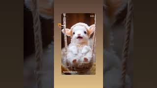 🐶🐶😍😍🙉😺😸comedy funny trending [upl. by Haymes]