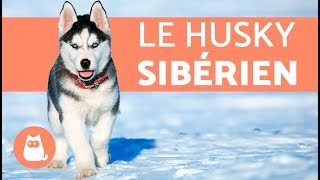 Tout savoir sur le husky sibérien  apparence et caractère [upl. by Xymenes468]