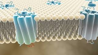 G proteincoupled receptors GPCRs cell membrane [upl. by Mead]