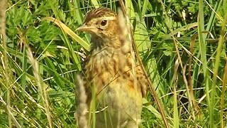 Skylark at Godrevy with Skylarks Above Singing Their Bird Beautiful Song  Alauda Arvensis [upl. by Kali]