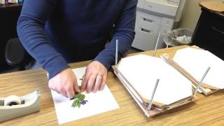 How to Make a Simple Herbarium Mount [upl. by Uon660]