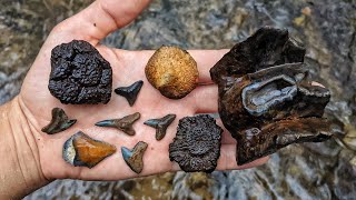 We Found a Mastodon Tooth Megalodon Shark Teeth and Glyptodont Fossils in a Florida Creek [upl. by Elinet256]