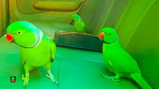 Cute Ringneck Parrots Talking And Having Fun On Car Back Seat [upl. by Altheta]