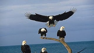 Bald Eagles of Alaska HD 1080p [upl. by Thorny]