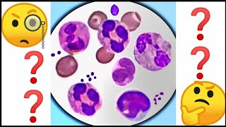 White Blood Cell Identification  WBC practice  under microscope [upl. by Ecnarual]