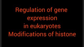 regulation of gene expression in eukaryotes [upl. by Aivekal]