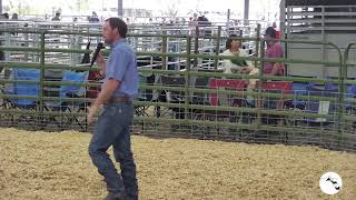 2024 Alachua County Youth Fair amp Livestock ShowSaturday Afternoon [upl. by Samaria]