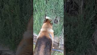 German Shepherd Barking at Neighbor Dog [upl. by Reuben]