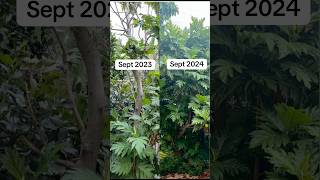 Breadfruit tree trimming ￼ [upl. by Inus]