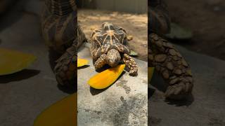 Mango  Tortoise Food  Day 26 of 30 food items in 30 Days  Indian Star Tortoise [upl. by Botnick]