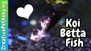 How to Condition Betta Fish for BreedingSpawning [upl. by Giustina]