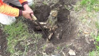 HOW TO REMOVE A TREE STUMP [upl. by Eirelav]