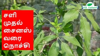 சளி முதல் சைனஸ் வரை நொச்சி  Vitex negundo Nochi Benefits in Tamil [upl. by Sadowski]