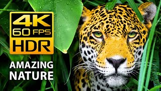 Amazing Colors of Nature in 4K HDR 60fps  Tropical Animals and Relaxing Music [upl. by Xuaegram]