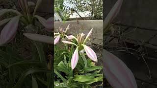 Crinum Latifolium flowersVSRBotanicalGarden [upl. by Ardnued]