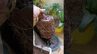 Begam Bahar Plant reporting and Care shortvideo shortsyoutubeshorts gardeningrepottinggarden [upl. by Aliber]