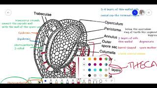 Funaria Lecture 2 Development of sporophyte and Structure of sporogonium [upl. by Mattie]