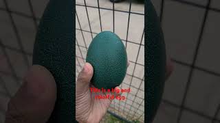 This egg is unfertilized but still a cool thing to see birds egg emu shortvideo [upl. by Inafit]