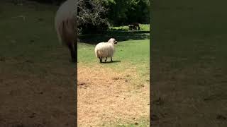 Awassi fat tail sheep [upl. by Nuyh]