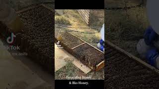 australia beeswax beekeeper removals diy beekeeping love honey beautiful bee farming fyp [upl. by Bruner]